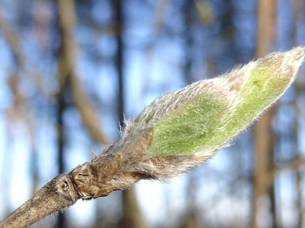 Жимолость обыкновенная - Lonicera xylosteum