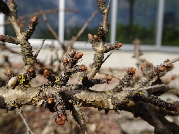 Жостер скальный - Rhamnus saxatilis