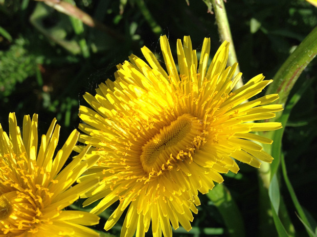 Одуванчик лекарственный - Taraxacum officinale