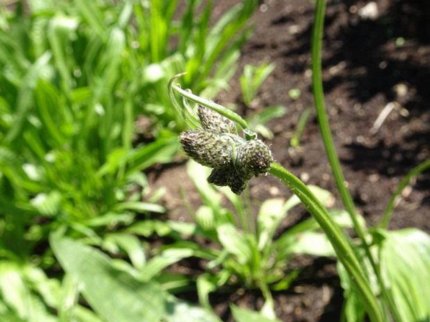 Подорожник ланцетолистный, ланцетный - Plantago lanceolata