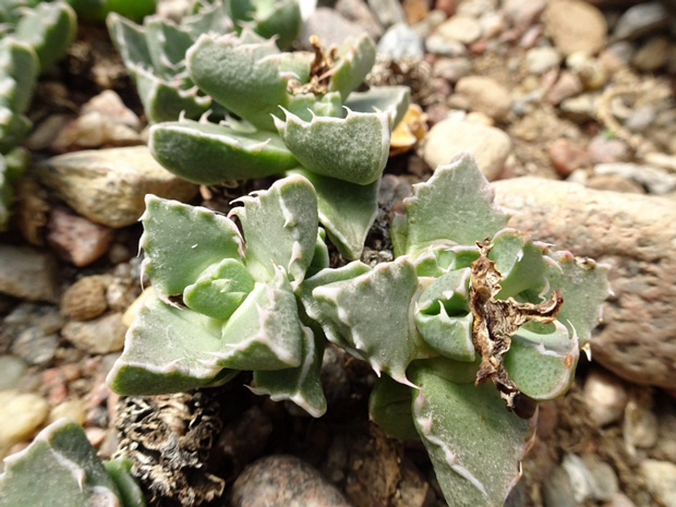 Фаукария белозубая - Faucaria albidens