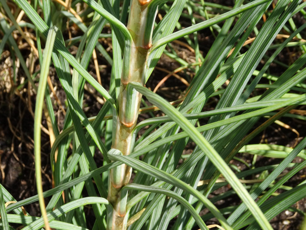 Асфоделина жёлтая - Asphodeline lutea