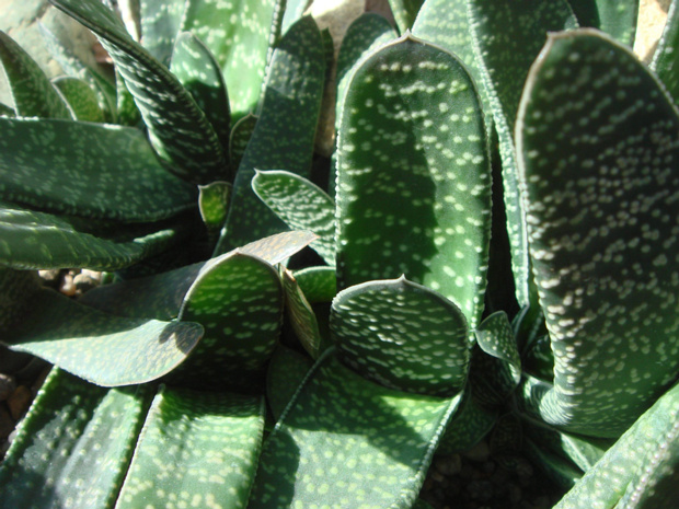 Гастерия пятнистая - Gasteria maculata