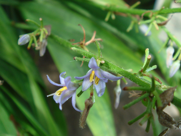 Дианелла голубая - Dianella caerulea