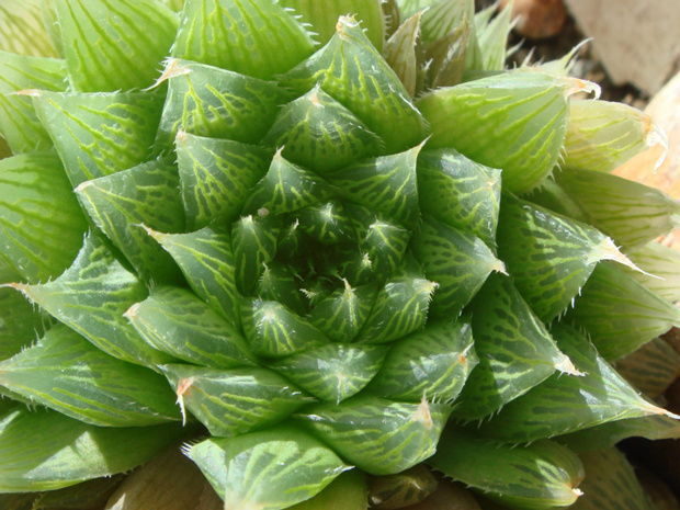 Хавортия Ридера - Haworthia ryderana