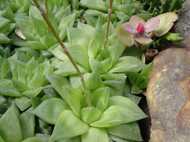 Хавортия ладьевидная - Haworthia cymbiformis