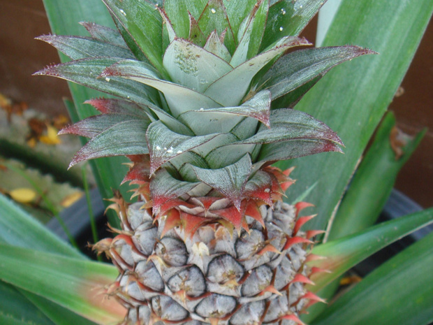 Ананас крупнохохолковый - Ananas comosus