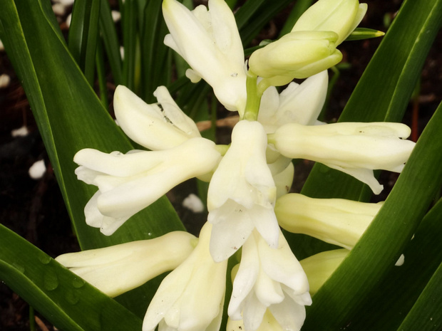 Гиацинт восточный 'Белый' - Hyacinthus orientalis 'Alba'