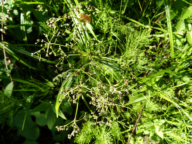 Камыш лесной - Scirpus sylvaticus