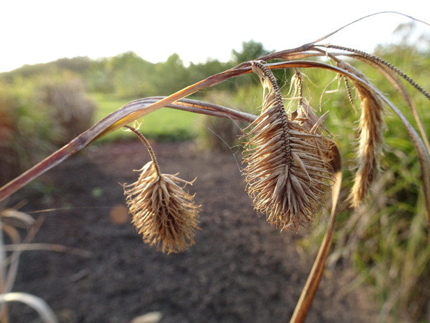 Осока богемская - Carex bohemica