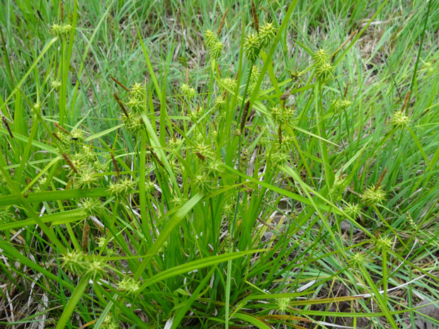 Осока золотистая - Carex lutea