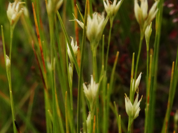 Очеретник белый - Rhynchospora alba