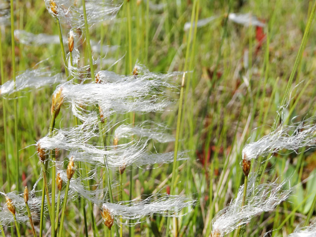 Пухонос альпийский - Trichophorum alpinum