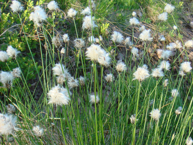 Пушица влагалищная - Eriophorum vaginatum