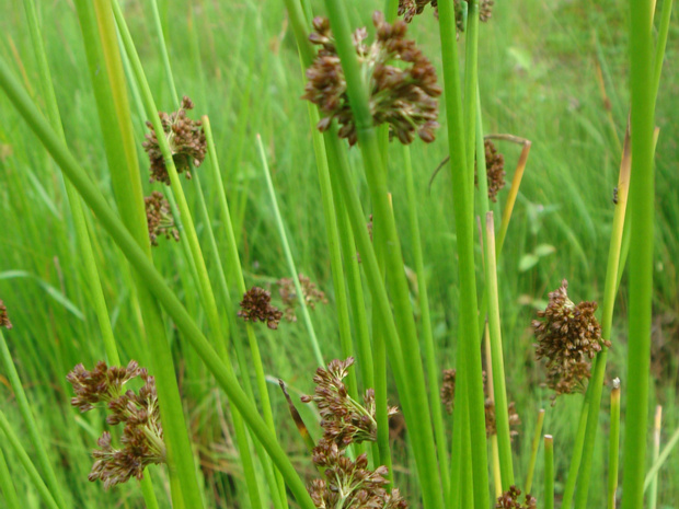 Схеноплектус, Камыш озёрный - Schoenoplectus lacustris