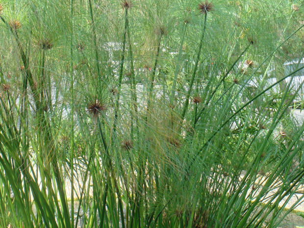 Сыть папирусная - Cyperus papyrus