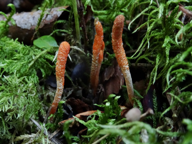 Гриб паразит на насекомом - Fungi parasite on Insect