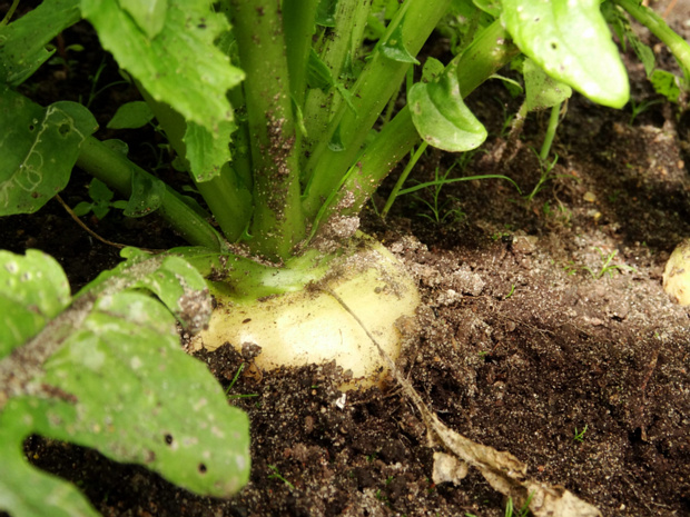 Корнеплоды - Root vegetables